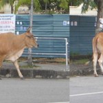 cow1
