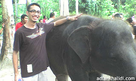 gajah-kuala-gandah-pahang2.jpg